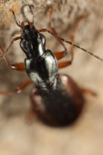 Réf. 196 776 : Agonum piceum
